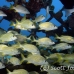 grunt_french_dome_nwp_h_0626_tci2820.jpg